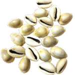 Yellow Kaudi (Cowrie Shells)