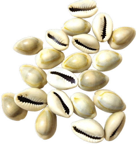 Yellow Kaudi (Cowrie Shells)