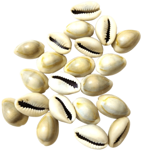 Yellow Kaudi (Cowrie Shells)