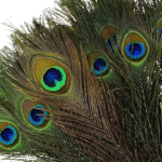 Natural Peacock Feathers