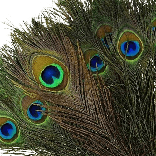 Natural Peacock Feathers