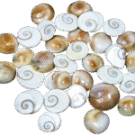 Natural Gomti Chakra Stones