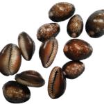 Natural Brown /Black Cowrie Shells