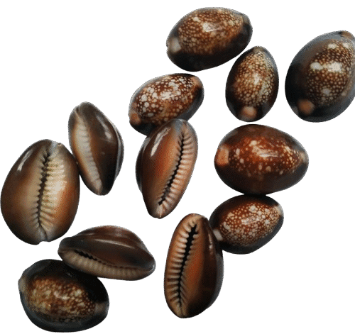Natural Brown /Black Cowrie Shells