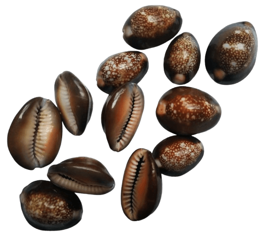 Natural Brown /Black Cowrie Shells