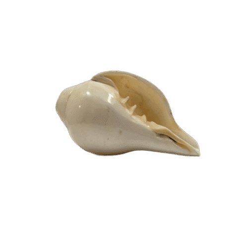 Loud Blowing Shankh | Conch 3-4 inches– 250 Grams