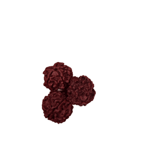 5 Mukhi Rudraksha (Nepali) – For Peace, Focus & Spiritual Balance