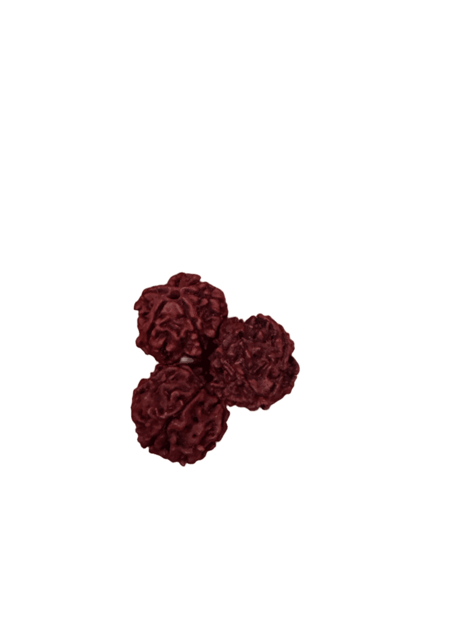 5 Mukhi Rudraksha