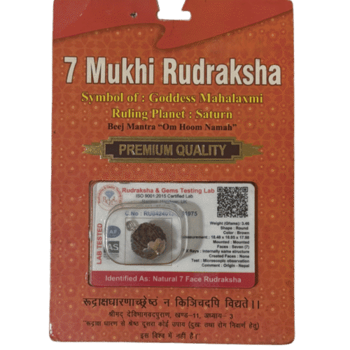 7 Mukhi Nepali Rudraksha with Silver Cap & Certificate – Wealth & Career Support