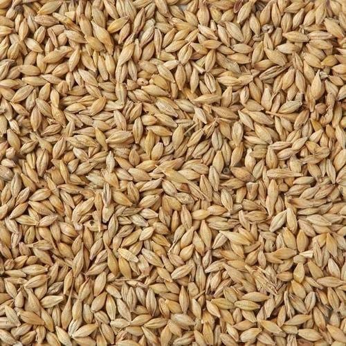 Jau Barley for Havan – Pure Ritual Use – 100g to 2kg