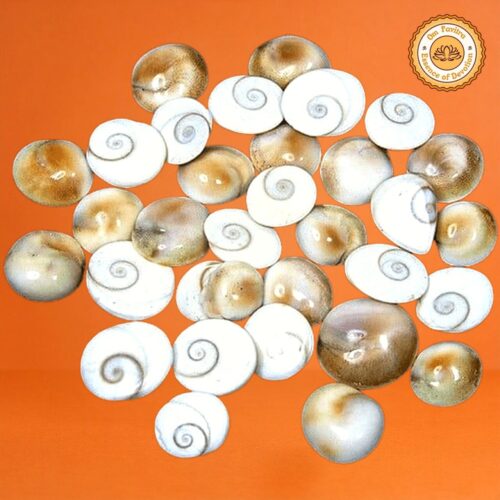 Natural Gomti Chakra Stones